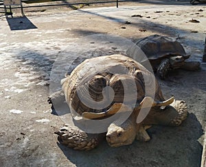 so cute old turtle ðŸ¢ in Kam tin park hongkong